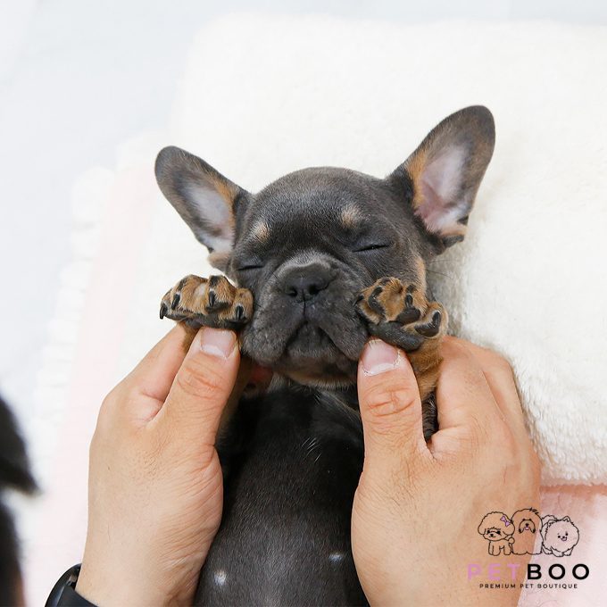 French Bulldog 4