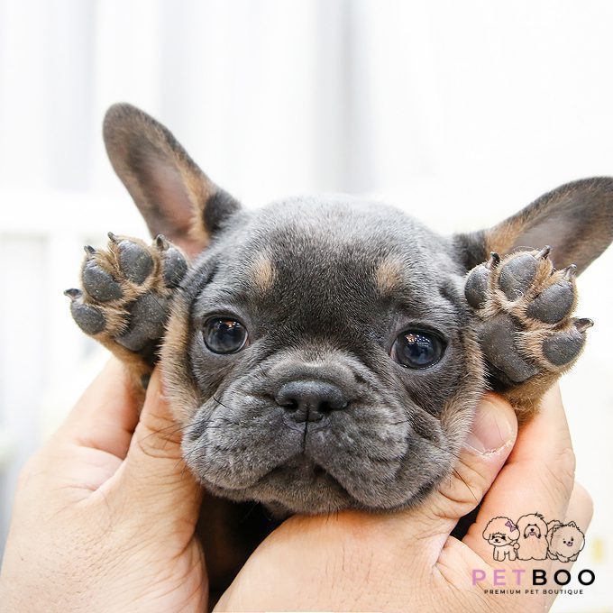 French Bulldog 5