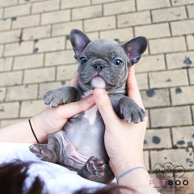 French Bulldog 6