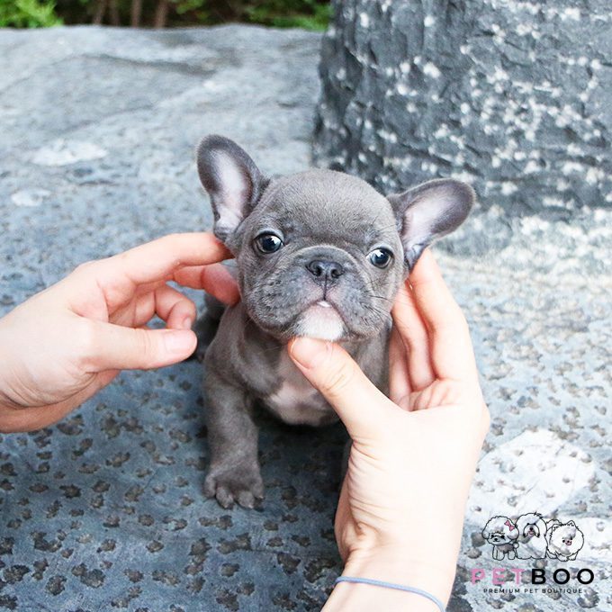 French Bulldog 7