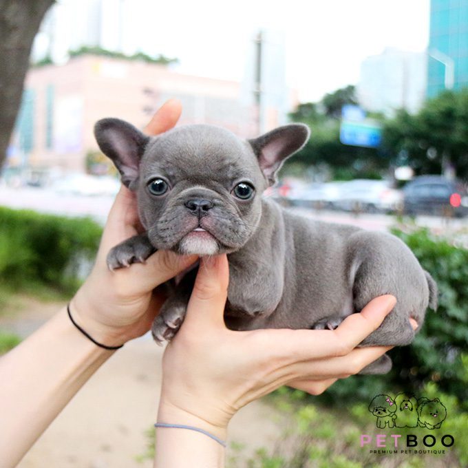 French Bulldog 8