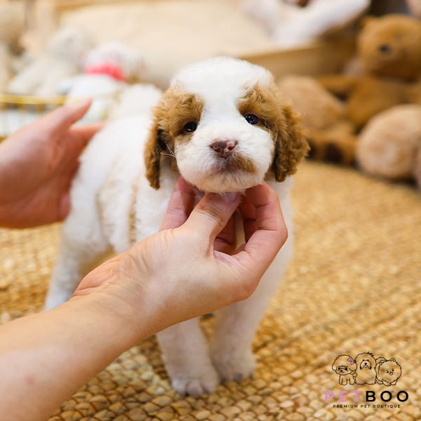 Golden Doodle 1