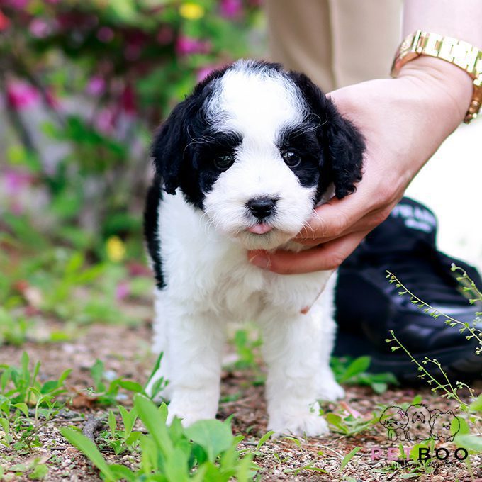 Golden Doodle 10