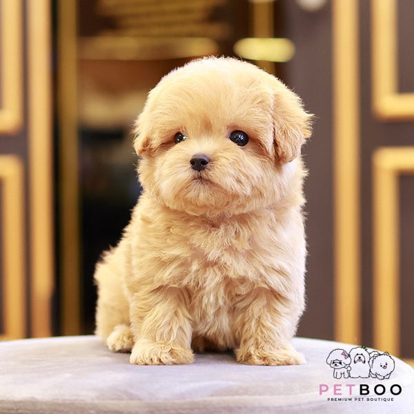 Golden Doodle 11