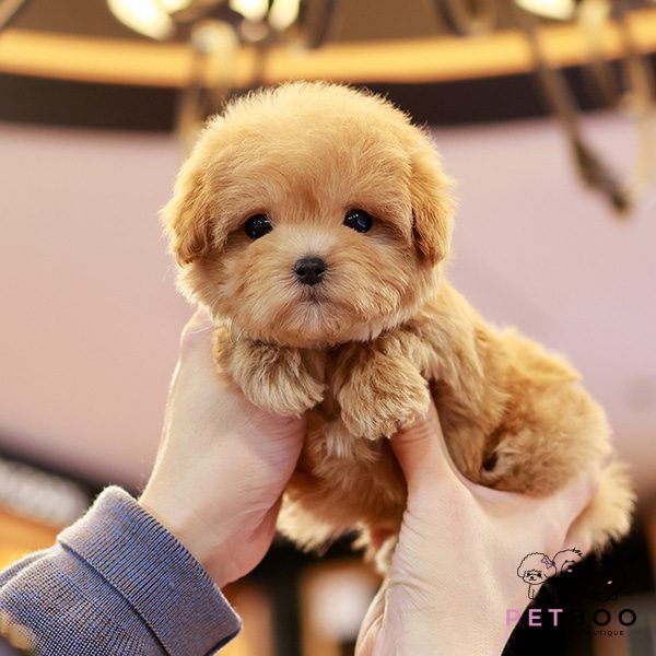 Golden Doodle 12