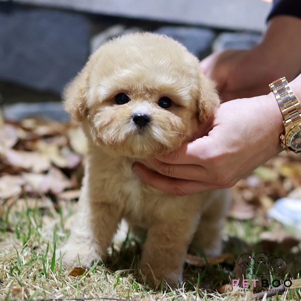 Golden Doodle 13