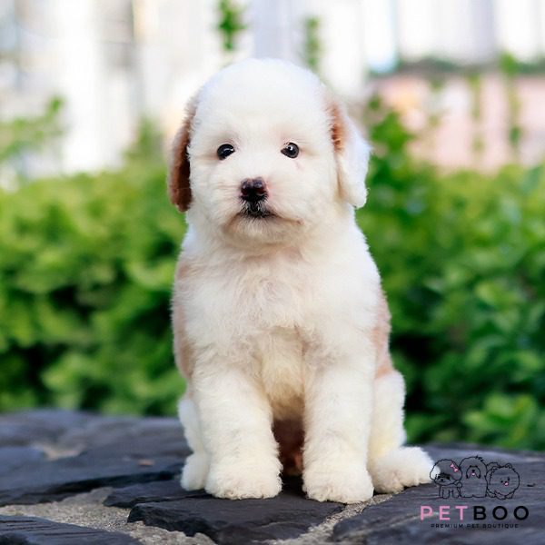 Golden Doodle 14