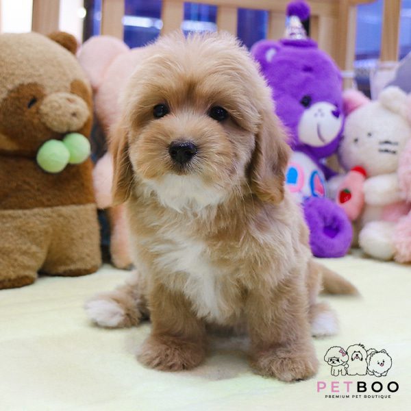 Golden Doodle 15