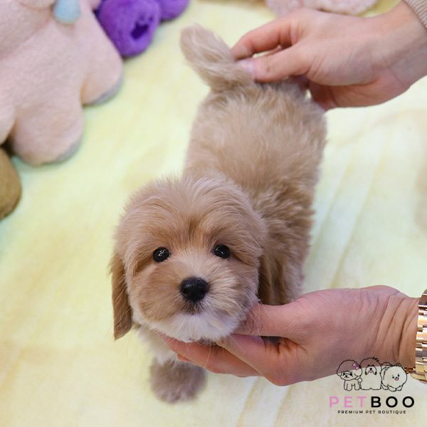 Golden Doodle 16