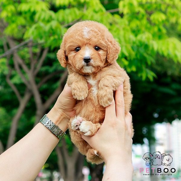 Golden Doodle 18