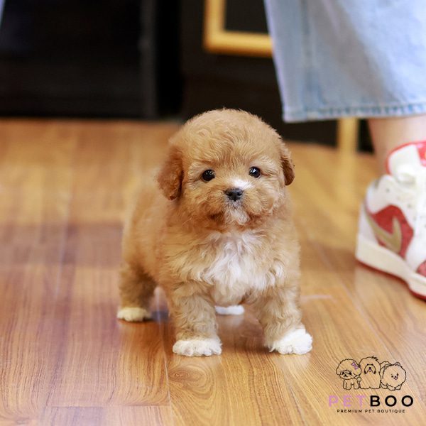 Golden Doodle 19