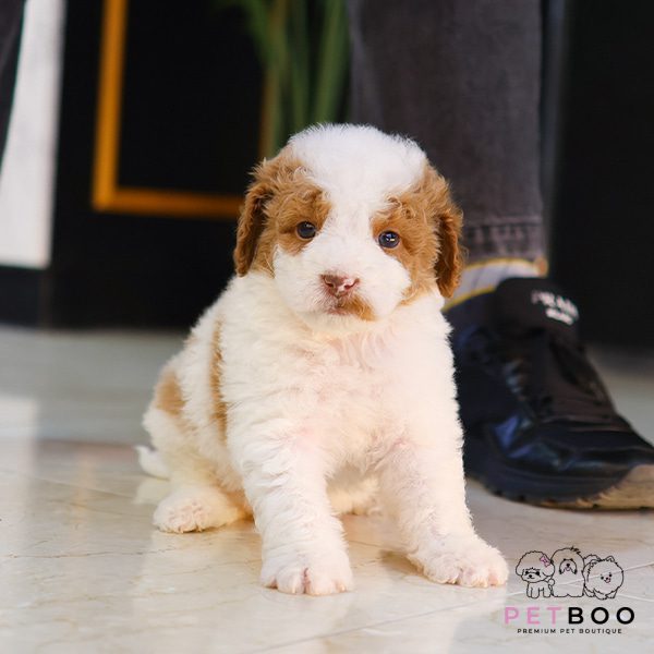 Golden Doodle 2