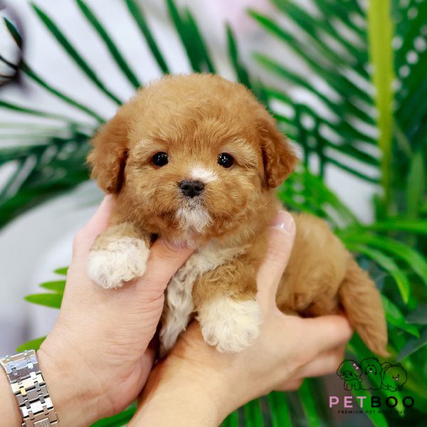 Golden Doodle 20