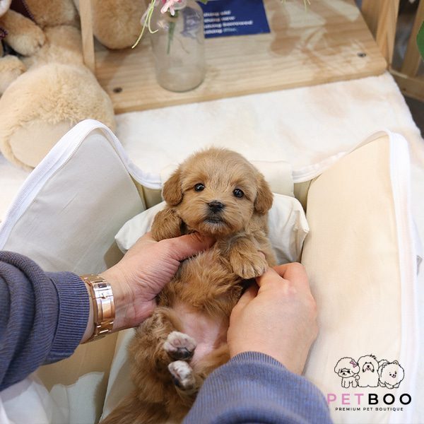 Golden Doodle 21