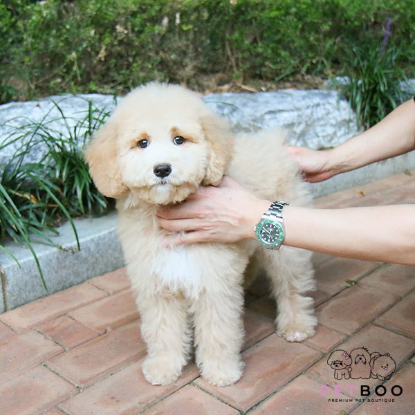 Golden Doodle 24