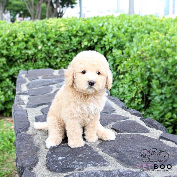 Golden Doodle 25