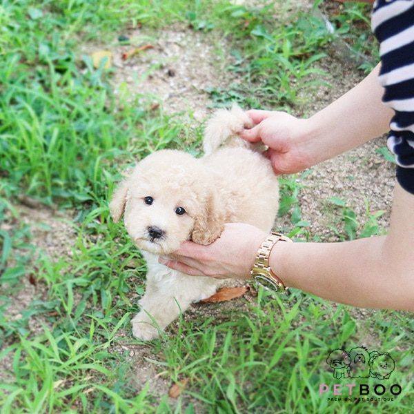 Golden Doodle 26
