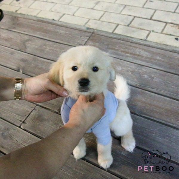 Golden Doodle 28