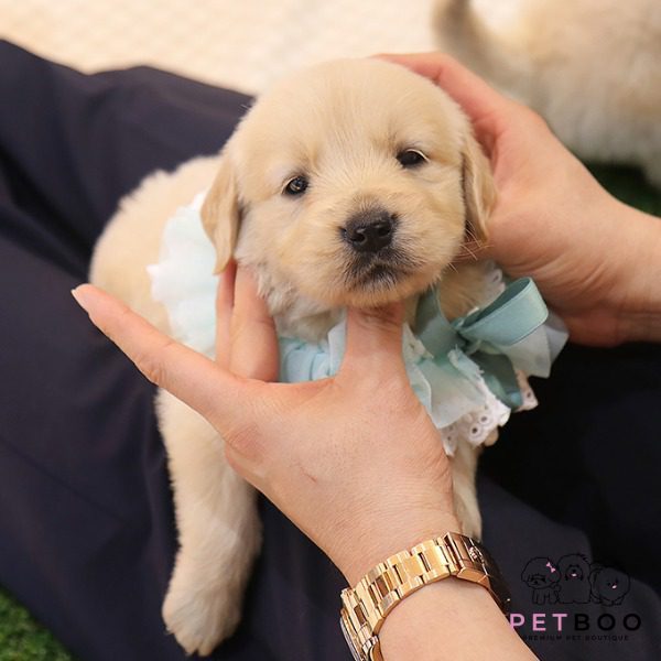 Golden Doodle 29