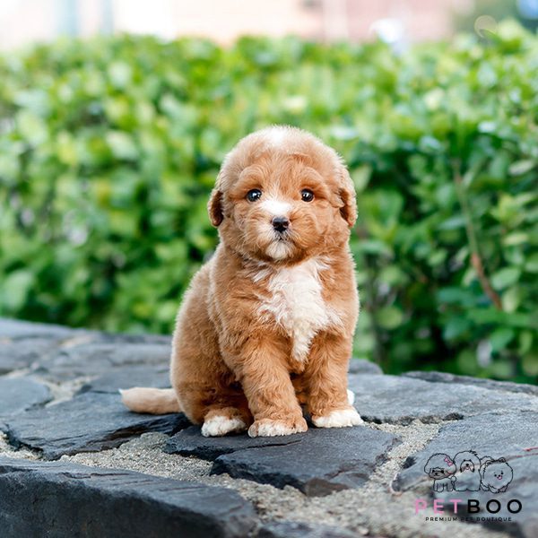 Golden Doodle 3