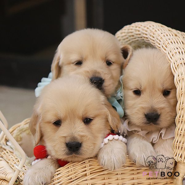 Golden Doodle 30