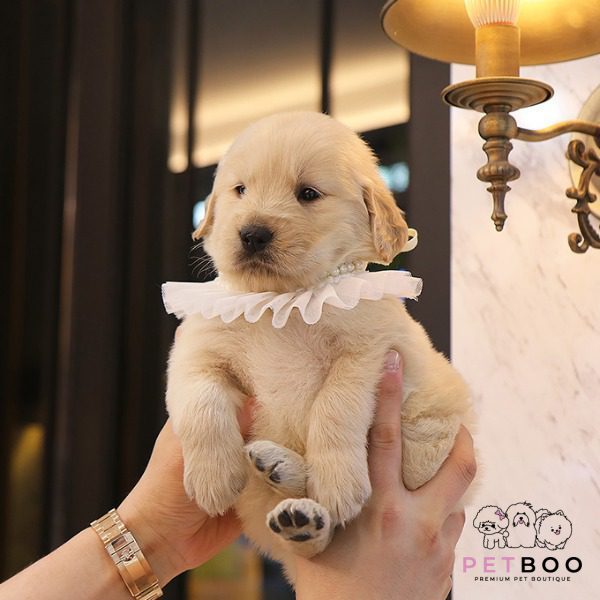 Golden Doodle 31