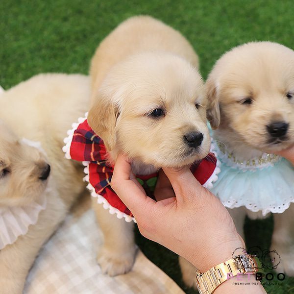 Golden Doodle 32