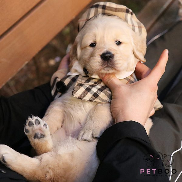Golden Doodle 33