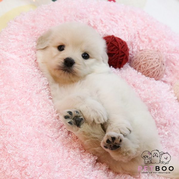 Golden Doodle 35