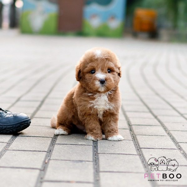 Golden Doodle 4