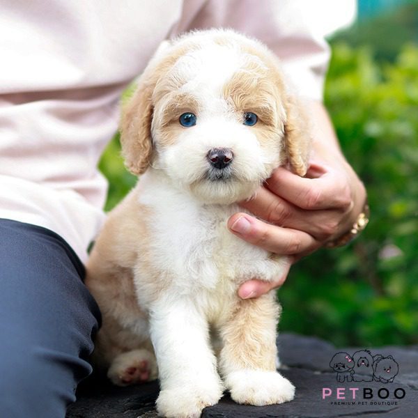 Golden Doodle 6