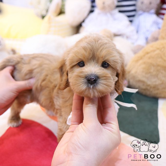 Golden Doodle 8