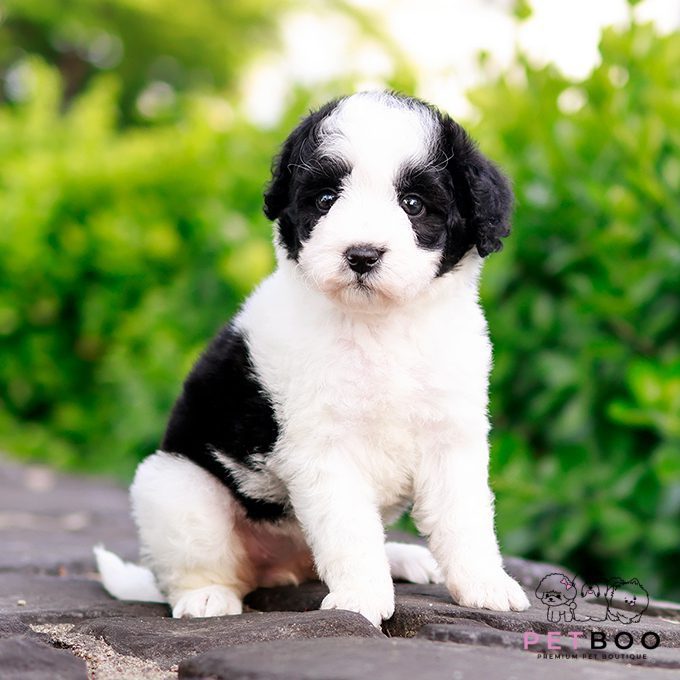 Golden Doodle 9