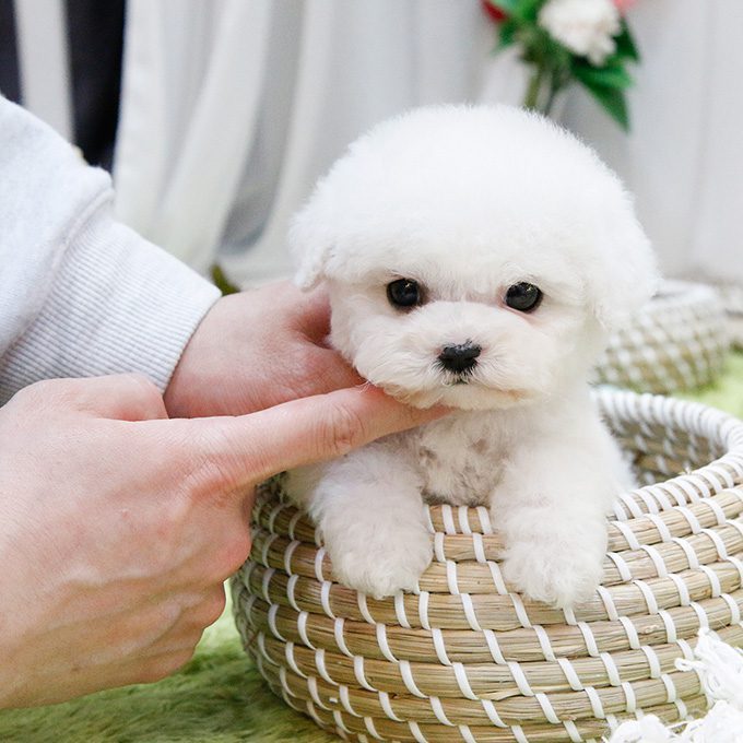 img-Bichonfrise-1