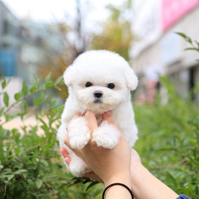 img-Bichonfrise-11
