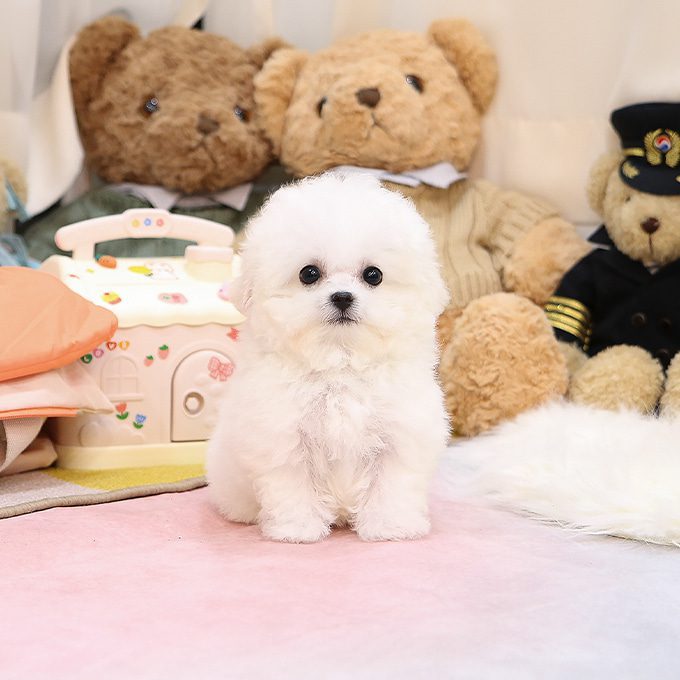 img-Bichonfrise-13