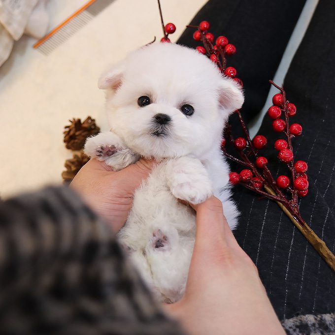 img-Bichonfrise-15