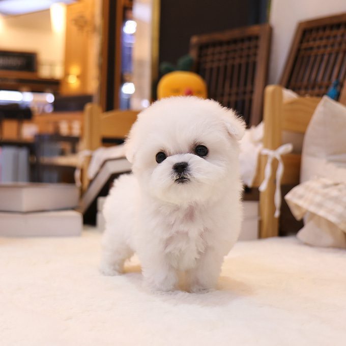 img-Bichonfrise-16