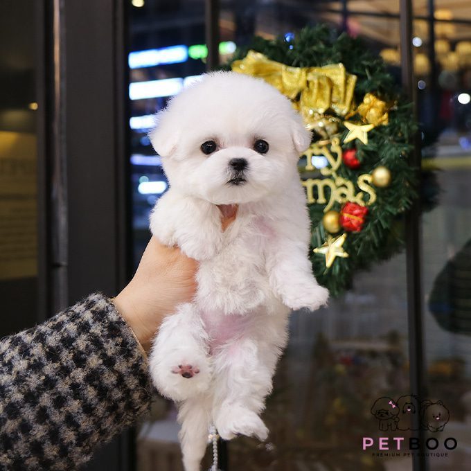 img-Bichonfrise-17
