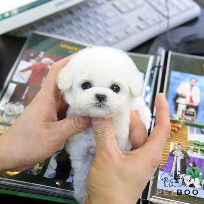 img-Bichonfrise-18