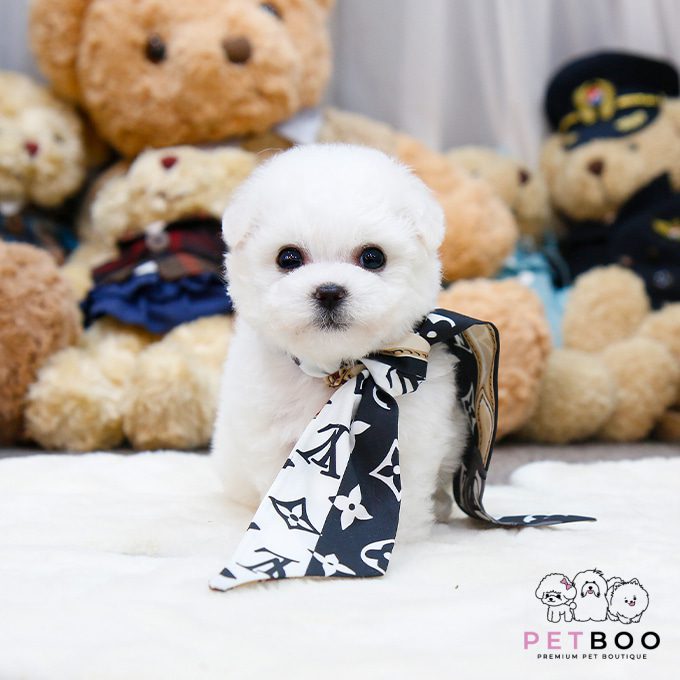 img-Bichonfrise-20