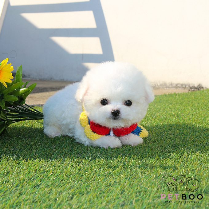 img-Bichonfrise-21