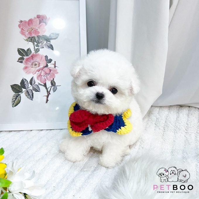 img-Bichonfrise-22