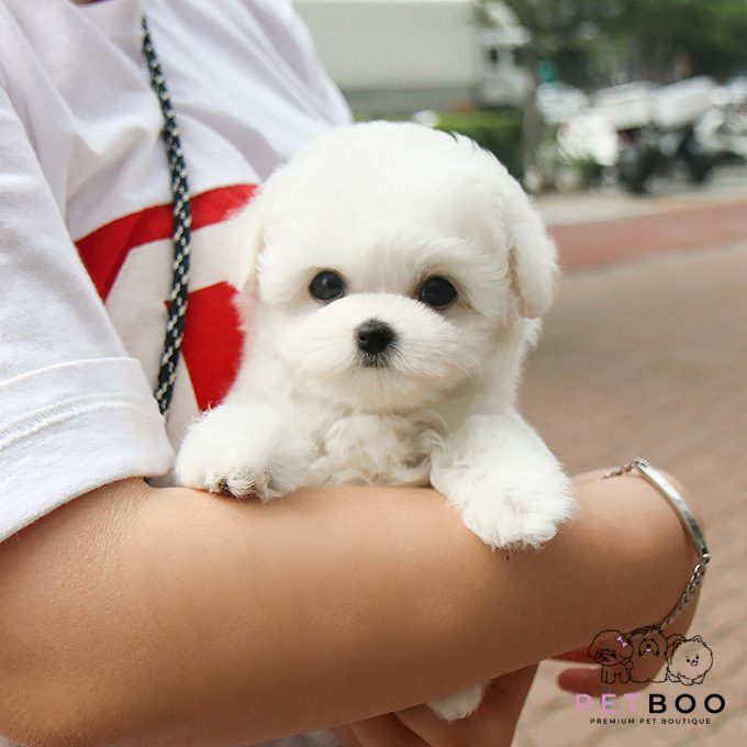 img-Bichonfrise-23