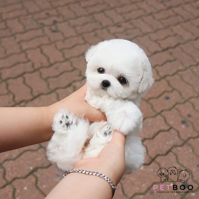 img-Bichonfrise-24