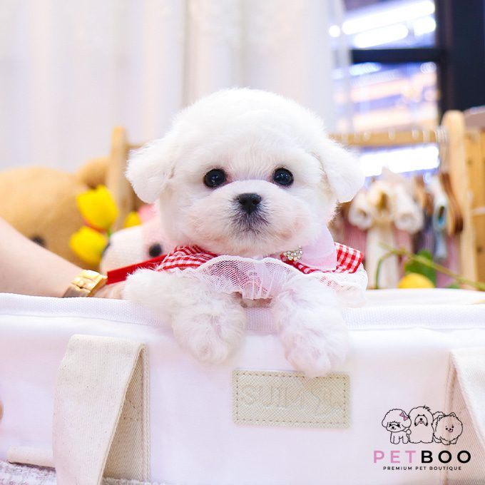 img-Bichonfrise-25