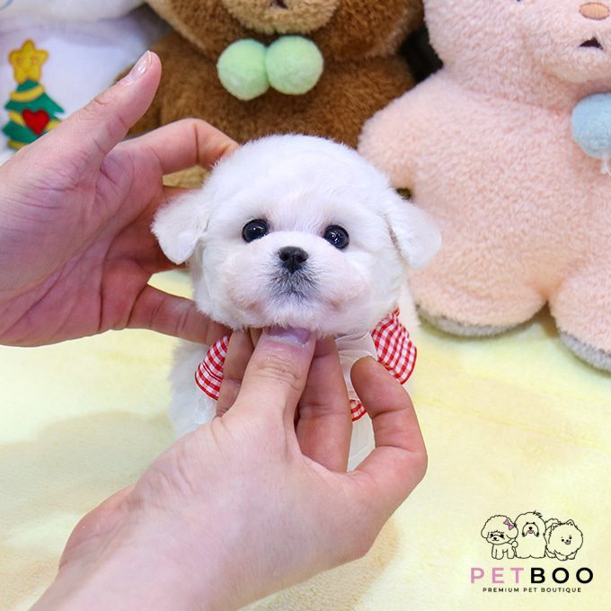 img-Bichonfrise-26