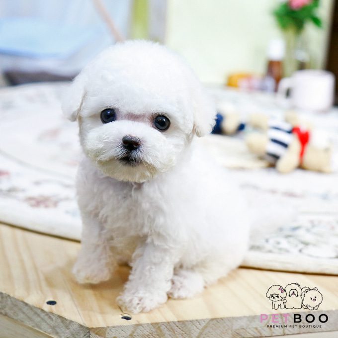 img-Bichonfrise-27