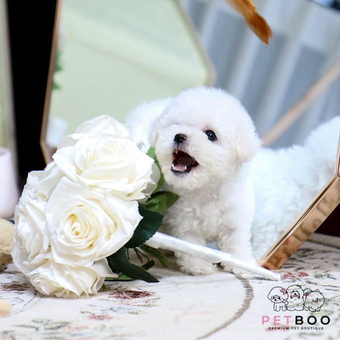 img-Bichonfrise-28