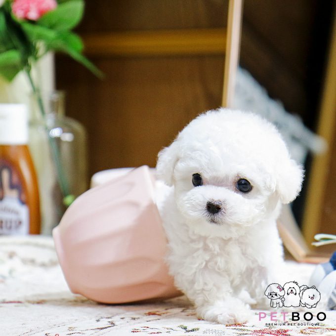 img-Bichonfrise-29